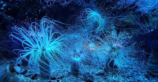 Día Internacional Fondos Marinos 2025