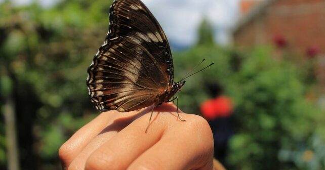 dia mundial ecologia 2025