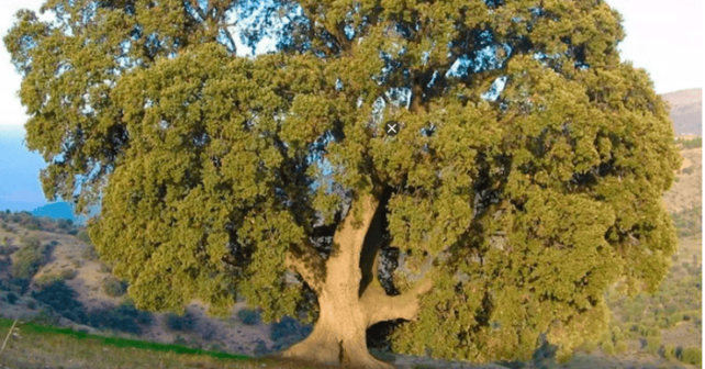 Técnicos forestales revisan la Encina de la Peana en Serón