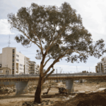 L'eucalyptus Paiporta : l'arbre qui a survécu DANA aspire à l'Arbre de l'Année 2026