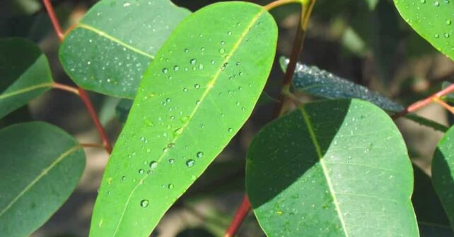 Plantaciones de eucalipto creciendo en Galicia