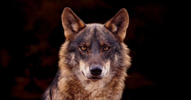 Lobo ibérico en su hábitat natural de Sierra Morena, símbolo de la biodiversidad perdida en España