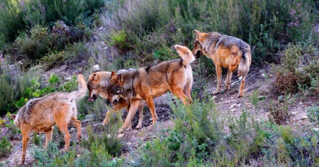Cataluña confirma la primera manada de lobos con crías en un siglo entre la Alta Garrotxa y el Alt Empordà