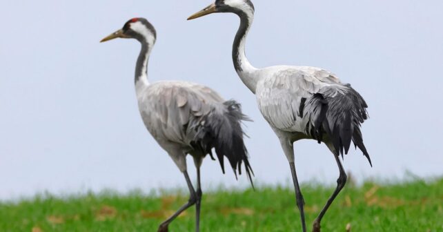 La gripe aviar golpea España: más de 1000 grullas muertas y alerta máxima por el virus H5N1