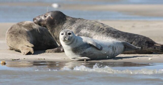 Composición nutritiva de la leche de foca