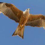 Le milan royal et GREFA : un exemple de réussite dans la conservation des espèces, ils ont déjà relâché 186 spécimens