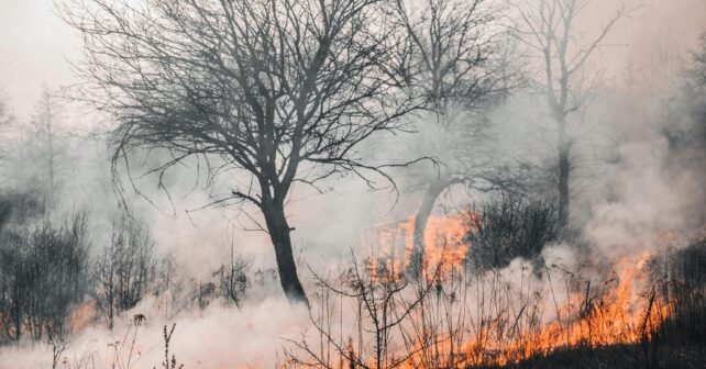 incendios forestales volverán sin gestión adecuada serán mucho peores
