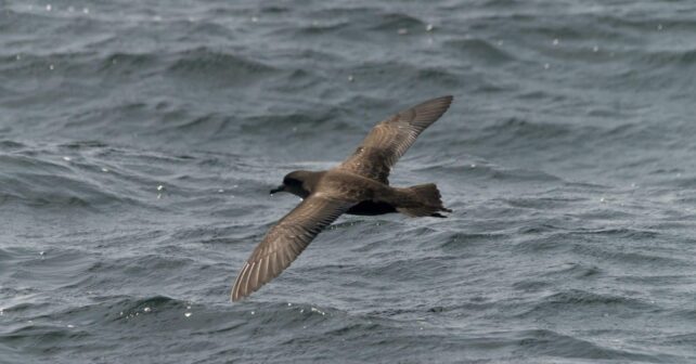 Pardelas mediterránea y balear: abordan en Malta el futuro de la especie