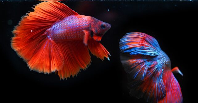 Quel poisson mettre dans un petit aquarium Le guide pour bien choisir