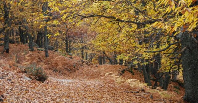 SEO/BirdLife advierte: la recuperación de los castaños centenarios de Liébana es “inviable” tras el incendio