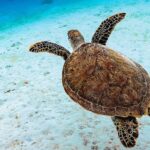 Tortue caouanne et boussole magnétique : la science révèle la carte cachée qui guide leurs incroyables migrations océaniques