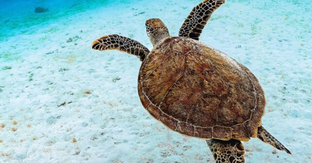 Tortuga boba nadando en mar abierto