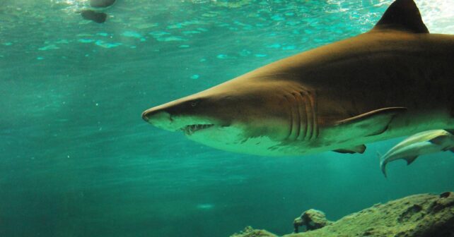 Un estudio acusa a España, China y Taiwán de exportar ilegalmente aletas de tiburón pese a la prohibición internacional