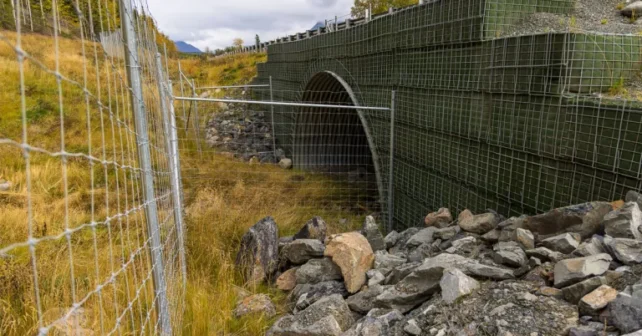 Une partie d'un passage pour la faune avec une clôture pour canaliser les animaux sous une route.