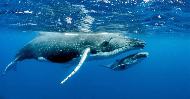 Nuevo estudio en mares del norte descubre que la orina y heces de las ballenas aumentan hasta un 10% el crecimiento del plancton en verano