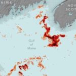 Des scientifiques de la NASA se sont approchés de l'océan et ont découvert une petite créature rouge qui maintient les baleines en vie