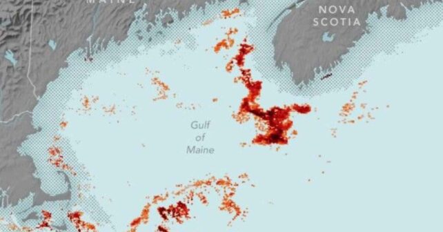 Mapa satelital del Golfo de Maine con manchas rojas de Calanus finmarchicus detectadas por el sensor MODIS de Aqua