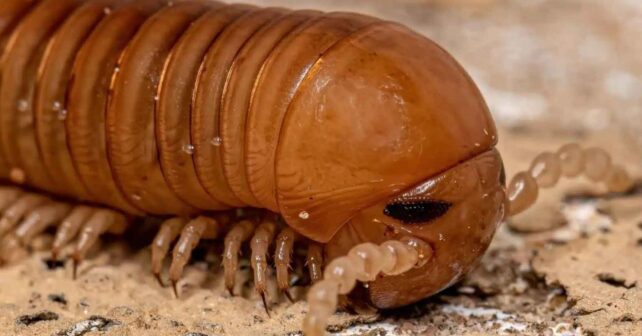 Des scientifiques ont découvert un fossile de mille-pattes de la taille d'une voiture, vieux de 326 millions d'années, qui rampait autrefois sur Terre avant les dinosaures.