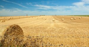 Campo de heno bajo cielo azul.