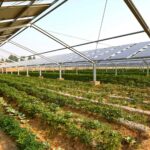 Ils étudient les cultures à côté des panneaux solaires et découvrent la distance qui réduit les pertes de récolte et d'électricité.