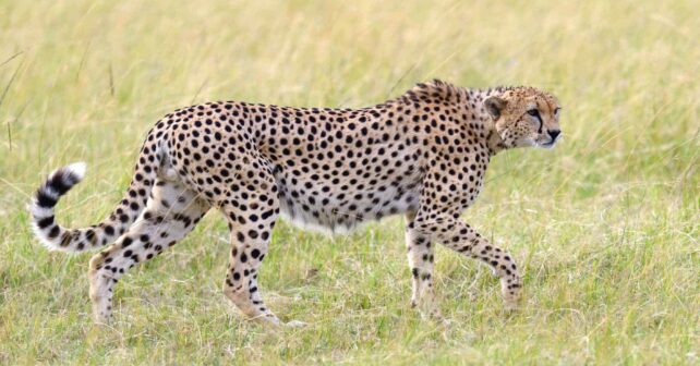 Día Internacional del Guepardo 2025