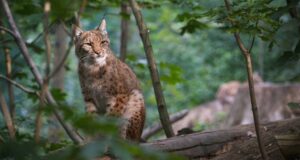 Día Internacional del Lince Ibérico 2025