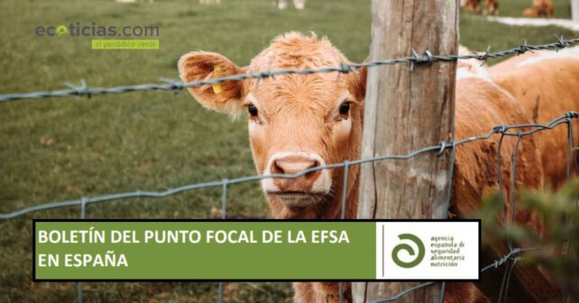 Ternera tras una valla en una granja, imagen del boletín del punto focal de la EFSA en España
