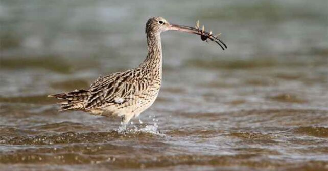 Europa muestra una recuperación desigual de sus aves costeras tras 70 años de datos