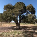 La forêt de Sabinas Blancas, Forêt de l'année 2026, promeut la protection du Rincón de Ademuz