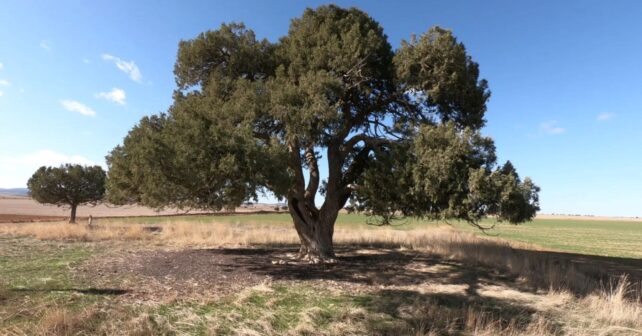 Bosque de las Sabinas Blancas en la Puebla de San Miguel, Valencia
