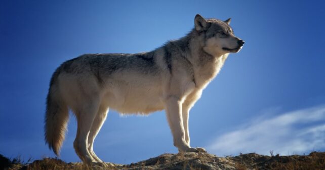 Lobo ibérico en el contexto de la gestión del lobo en España y el debate sobre su conservación