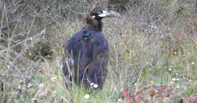 Buitre negro en el Parc Natural de Els Ports tras su reintroducción