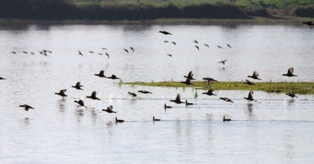 La ciencia estalla contra el deslinde que pone en jaque a Doñana
