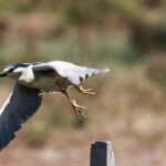 Le site du patrimoine mondial de Doñana fête ses 31 ans sous la pression de l'eau