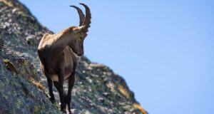 Celo de la cabra montés con machos enfrentándose en la montaña