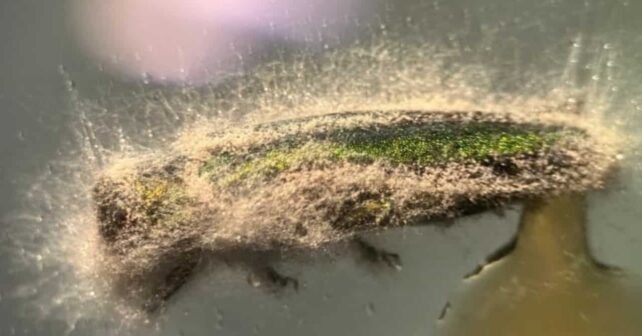 Un cadáver de un escarabajo barrenador esmeralda del fresno que muestra signos de infección por hongos en el laboratorio