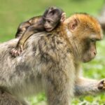 Les macaques montrent un rythme musical et remettent en question la théorie évolutionniste classique