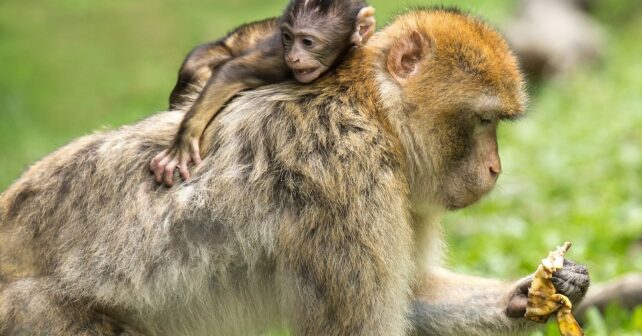 Macacos realizando tareas al ritmo musical durante un estudio científico