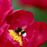 Les pesticides accélèrent autant le déclin mondial des abeilles sauvages que la perte de leur habitat