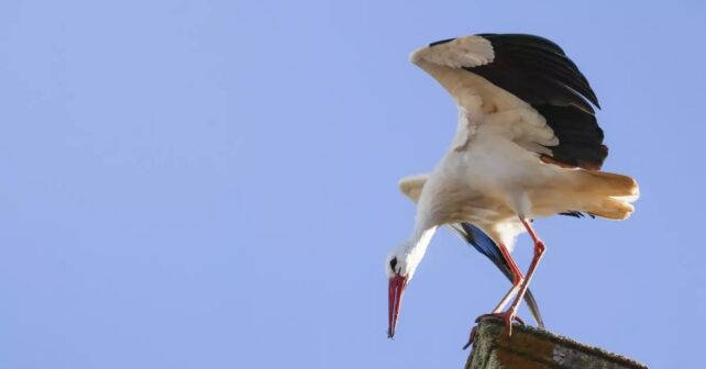 Madrid investiga un foco de gripe aviar tras la aparición masiva de cigüeñas muertas