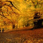 Montes Vivos montre que la gestion des châtaigneraies et des noisetiers avec biodiversité est rentable