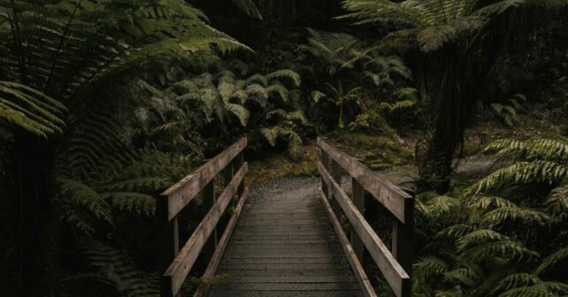 Sendero en un bosque brumoso, hábitat de alta biodiversidad vinculado al récord de nuevas especies descritas en 2020