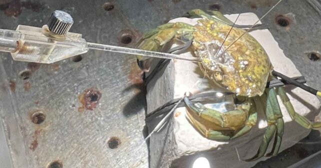 Cangrejo de costa con electrodos durante un experimento que registra la actividad del sistema nervioso ante estímulos potencialmente dolorosos.