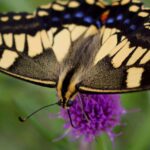 Psyché est à l'origine d'une révolution génétique qui transforme l'étude des papillons