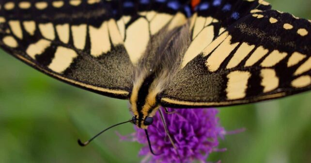 secuenciacion genetica de mariposas en europa proyecto psyche