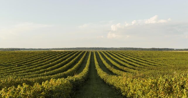 La organización advierte que esta desregulación del Omnibus genera además graves preocupaciones democráticas y una gran inseguridad jurídica, al desmantelar salvaguardas ambientales establecidas durante décadas mediante procesos democráticos y basadas en evidencia científica clara, que sustentan la obligación legal de la UE de garantizar un alto nivel de protección de la naturaleza