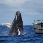 Scène spectaculaire au Mexique : une baleine géante supplie le capitaine d’un bateau, moment d’émotion inoubliable