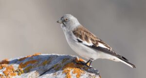 Tres aves alpinas en España entran en peligro por el cambio climático