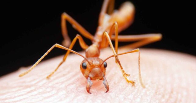 Hormiga transportando una agalla de roble utilizada por avispas para proteger a sus larvas