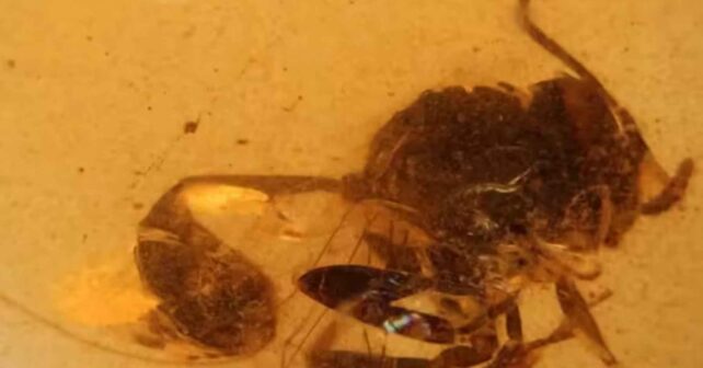 Avisa fósil de 105 millones de años preservada en ámbar de El Soplao (Cantabria)